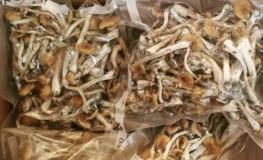 Buy Psilocybin Mushrooms Online