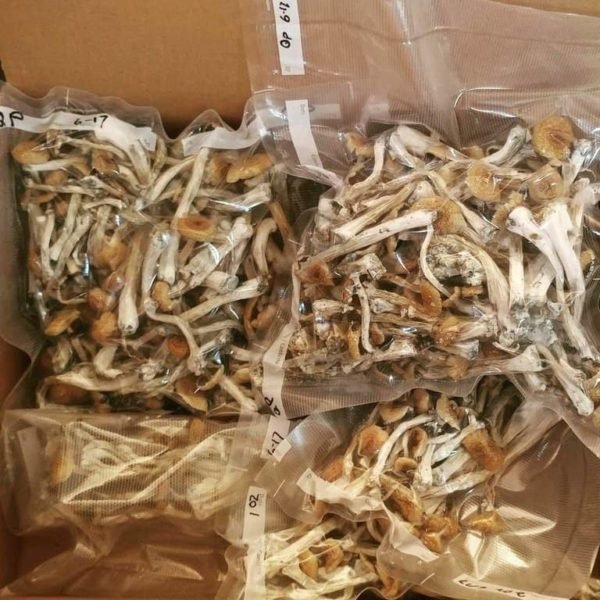 Buy cheap Psilocybe cubensis