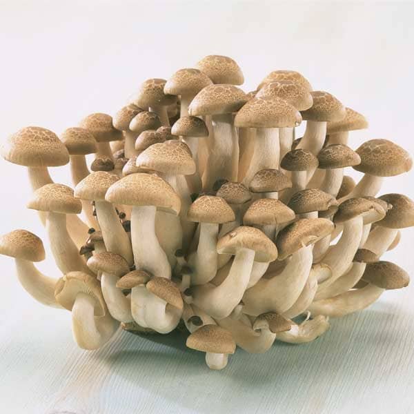 Cheap Synthetic Mushrooms