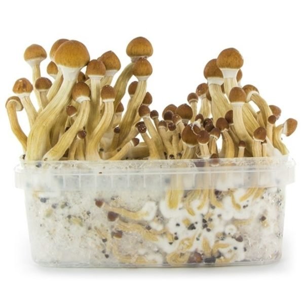 Magic mushroom grow kit Golden Teacher