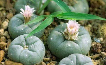 peyote-lophophora-williamsii-hallucinogenic-plant-260nw-186044744