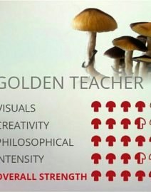 Buy Golden Teacher Online