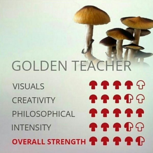 Buy Golden Teacher Online