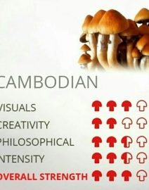 Cambodian Magic mushroom (Psilocybe Cubensis)