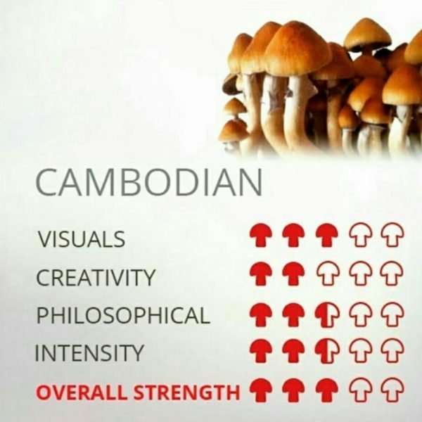 Cambodian Magic mushroom (Psilocybe Cubensis)