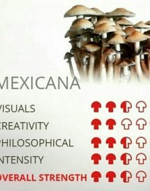 BUY Mexican Cubensis Mushrooms