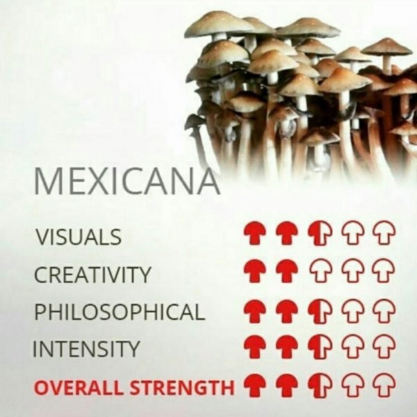 BUY Mexican Cubensis Mushrooms