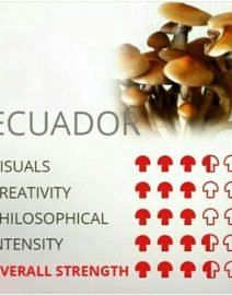 Buy Ecuador mushrooms online