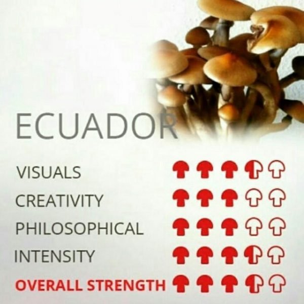 Buy Ecuador mushrooms online