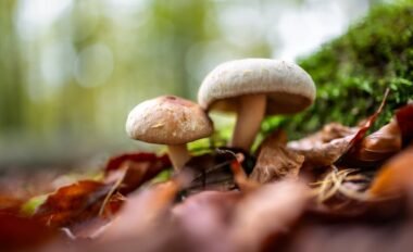 microdose mushrooms for depression